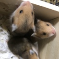 ゴールデンハムスター赤ちゃんの里親さん探してます！