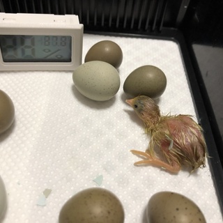 【里親募集】姫うずら 生後2ヶ月