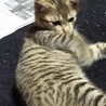 ☆キジ猫のモエちゃん☆一時停止をお願いします。 サムネイル3