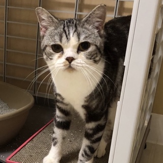 スコ？6/30Terra里親会に参加❣️