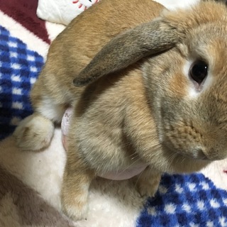 ロップイヤーの女の子です^^*