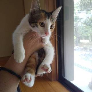 美形な三毛猫ちゃん
