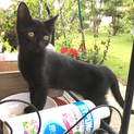 人懐っこい黒猫姉妹