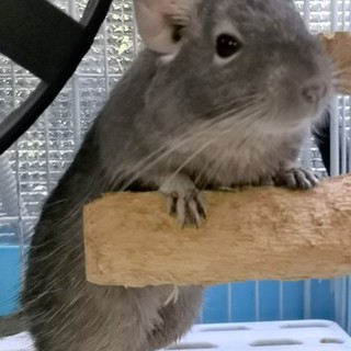 デグー（ブルー）里親募集