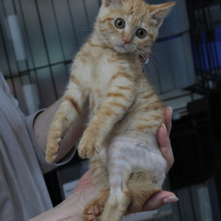 事故で後ろ足不自由なちゃこちゃんです