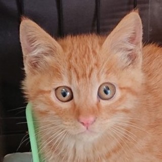 甘えん坊でかしこいだいず君です