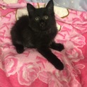 半長毛ご機嫌良し真っ黒子猫