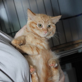 毛が長くてフワフワのゆばちゃんです