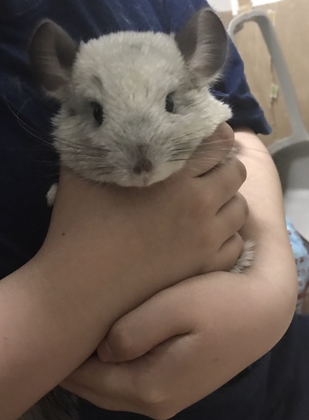 チンチラ 白 メス 兵庫県 小動物の里親募集 ペットのおうち 月間利用者150万人