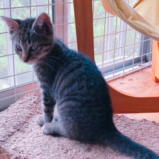 動画あり！6兄弟のうちで一番ちいさい七之助くん