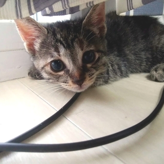 ちょっぴりツンデレで甘えたさんの女の子♥️