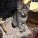 6匹のかわいい子猫兄弟のタロウちゃん