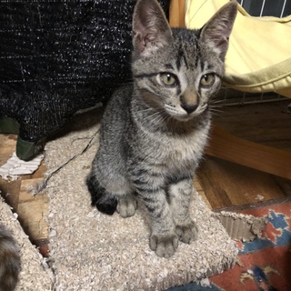 6匹のかわいい子猫兄弟のタロウちゃん