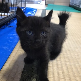 ありがとうございます❣️カラメルくん
