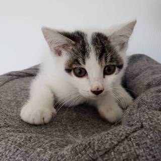 里親さん、決定しました。ありがとうございます！