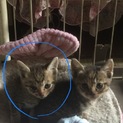 発見時290g♂の白黒トラ仔猫 尾長く曲がり無し