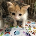 里親募集中です
