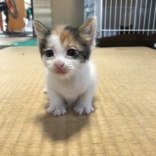 ありがとうございます