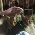 発見時352g♀の白黒トラ仔猫 尾長く曲がり無し