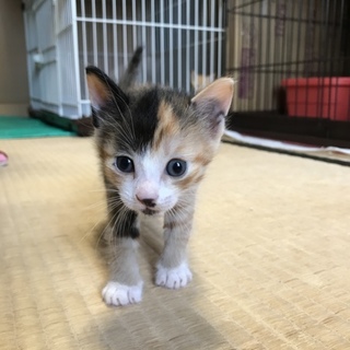 ありがとうございます