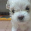マルチーズの子犬　優しいご家族様募集中