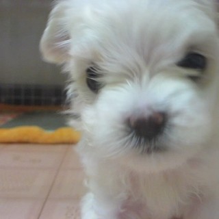 マルチーズの子犬　優しいご家族様募集中