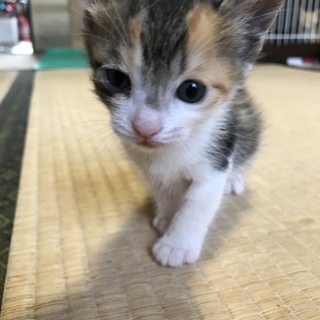 ありがとうございます