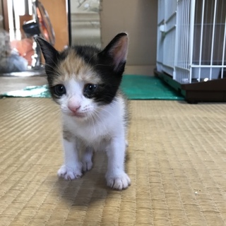 ありがとうございます