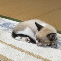 ココ
