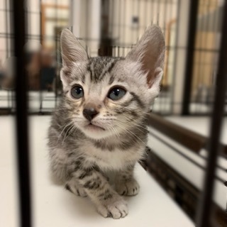 シルバーベンガル 男の子 生後50日 血統書発行可