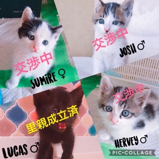 【急募！】元気いっぱいの４兄弟