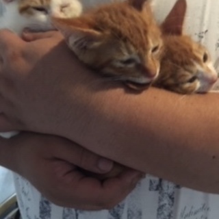 二か月になったばかりの　小さめ三兄弟です。