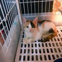可愛い子猫の兄妹！元気いっぱい！