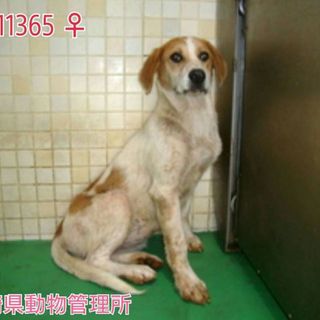 期限間近！たれ耳の可愛い女の子