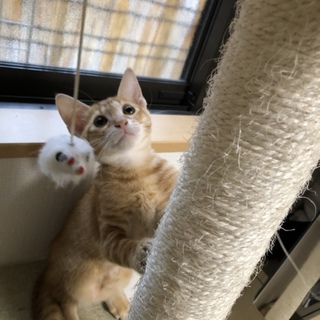 ●アビシニアン風甘えん坊男の子●