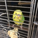 インコ