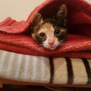 保健所保護猫 １ヶ月 三毛猫子猫里親募集