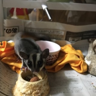 フクロモモンガ！