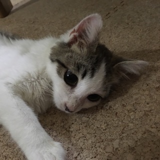 おめめが特別くりくりの女の子