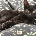✨黒猫のカカオ✨