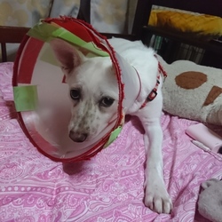 「手術」サムネイル2