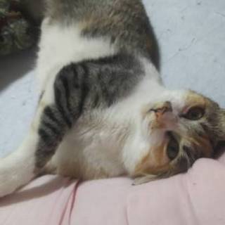 甘えん坊のミケ猫ちゃん✩.*˚