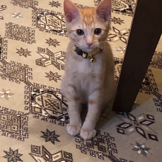 人も猫も大好きなやんちゃ可愛い茶トラ子猫★