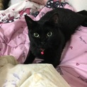 とびきりかわいい黒猫のくりちゃん