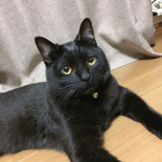 OMOOMOのカバー写真