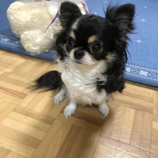 チワワの女の子