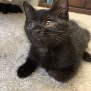 小熊のような 膝乗り大好き黒猫ちゃん です