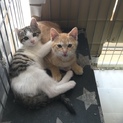 元気いっぱい兄弟猫（トライアル中）
