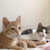 元気いっぱい兄弟猫（トライアル中） サムネイル2