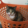 三毛猫ちゃん里親募集してます！